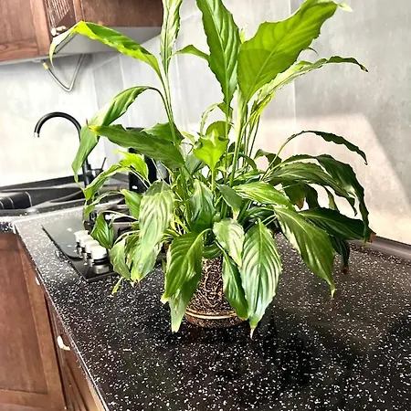 Osapart Vip New Point By Great Britain 公寓