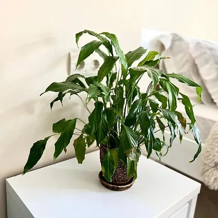 Osapart Vip New Point By Great Britain 公寓 利沃夫