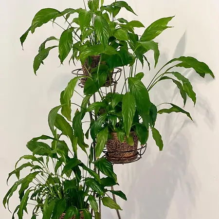 Osapart Vip New Point By Great Britain