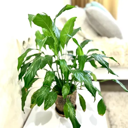 Apartamento Osapart Vip New Point By Great Britain *