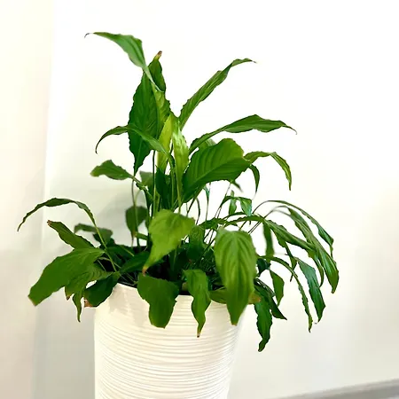 Appartement Osapart Vip New Point By Great Britain Lviv