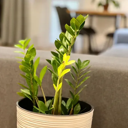 Osapart Vip New Point By Great Britain *