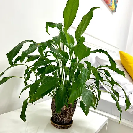 Osapart Vip New Point By Great Britain * Lviv