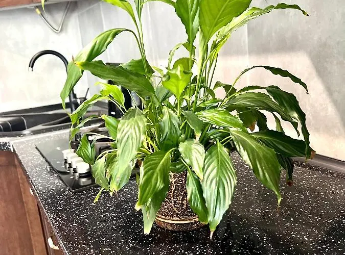 Osapart Vip New Point By Great Britain Апартаменты