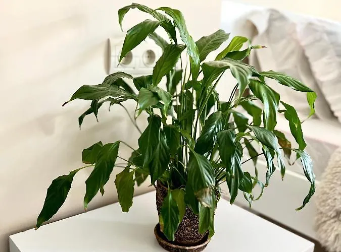 Osapart Vip New Point By Great Britain Apartamento Leópolis