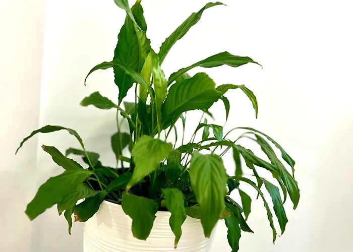 Апартаменты Osapart Vip New Point By Great Britain Львов