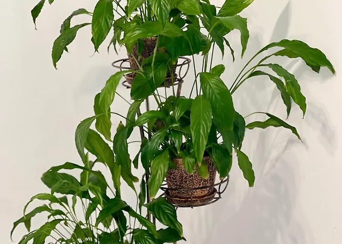 Osapart Vip New Point By Great Britain