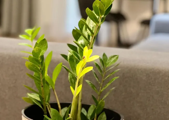 Osapart Vip New Point By Great Britain *