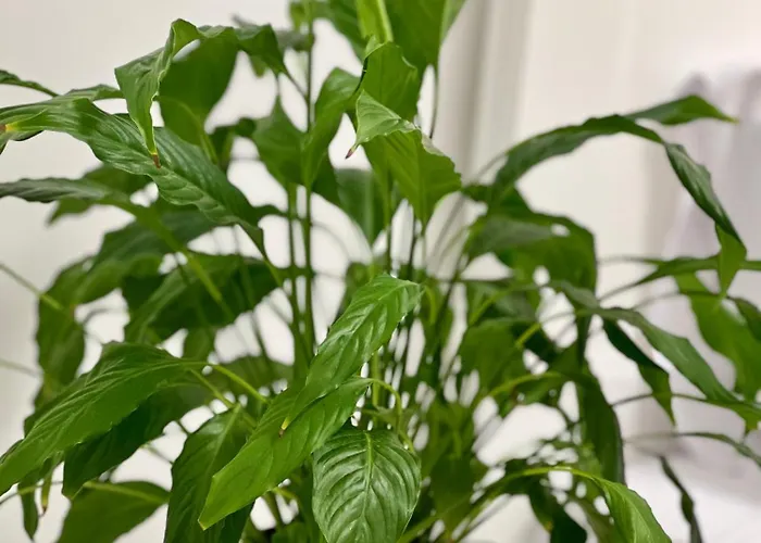 Osapart Vip New Point By Great Britain Apartament