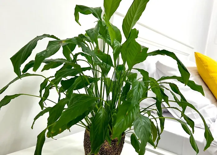 Osapart Vip New Point By Great Britain * Lwów